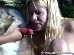 Bitch licking on red dog genitals